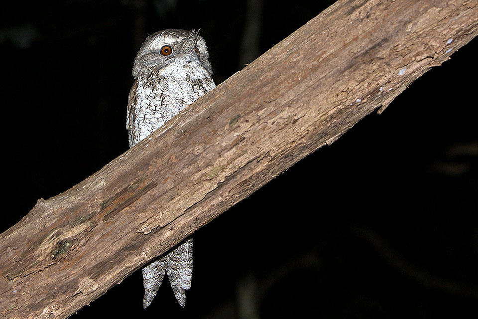 Marbled Frogmouth (Podargus ocellatus)